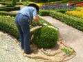 Topiary Clipping HVG